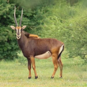 Sable Antelope ii