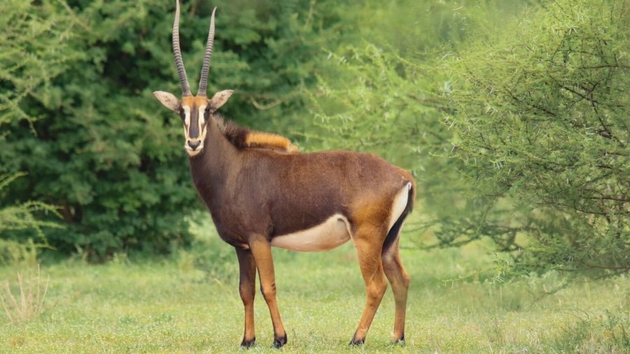 Sable Antelope ii