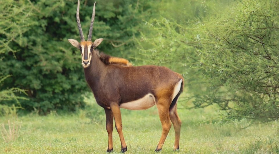 Sable Antelope ii