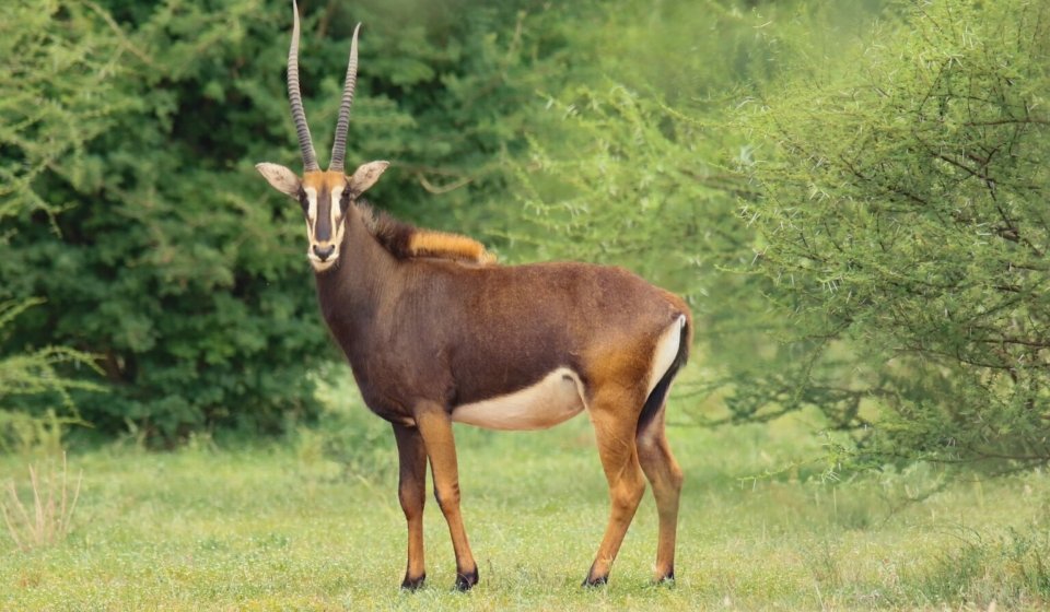 Sable Antelope ii
