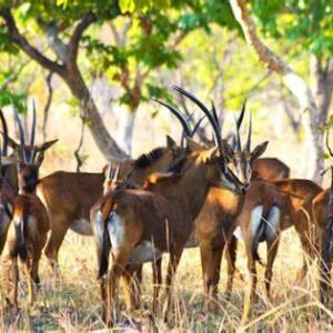 Sable Antelope ii.jpg33