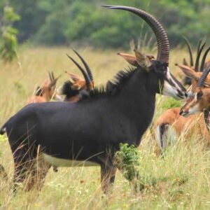 Sable Antelope ii.jpg33.jpeg77