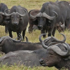 buffaloes