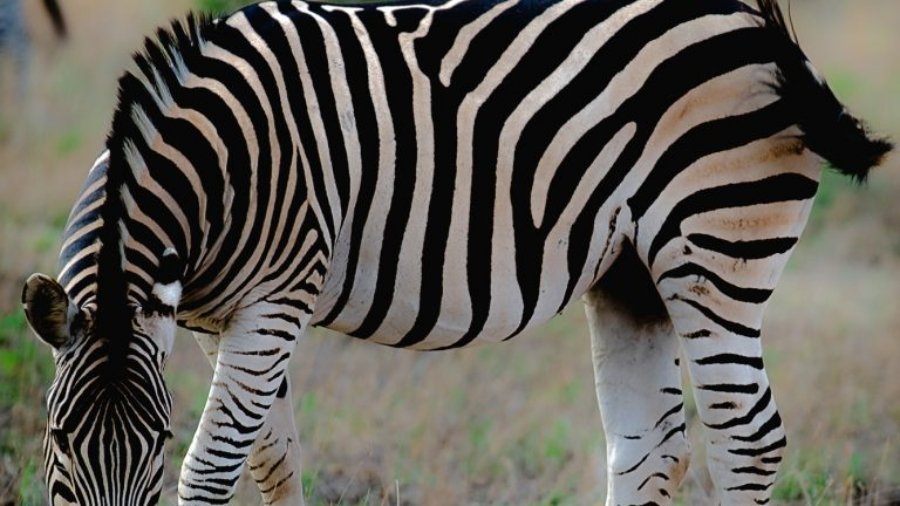 zebra