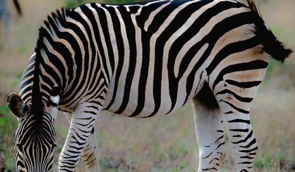 zebra