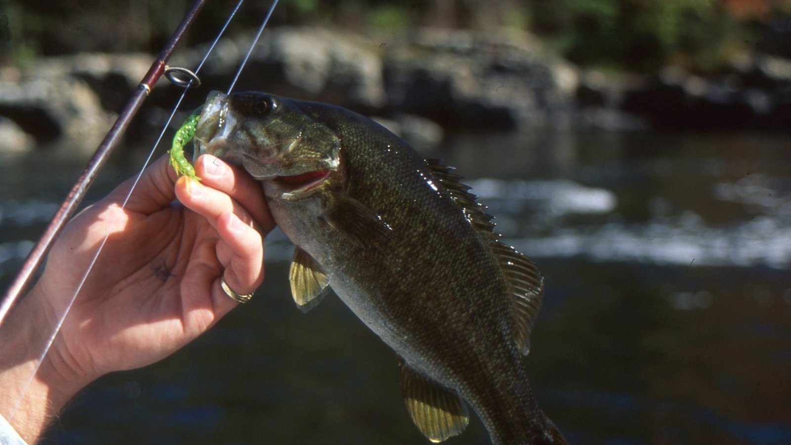 Fishing image HD.jpg Original2377