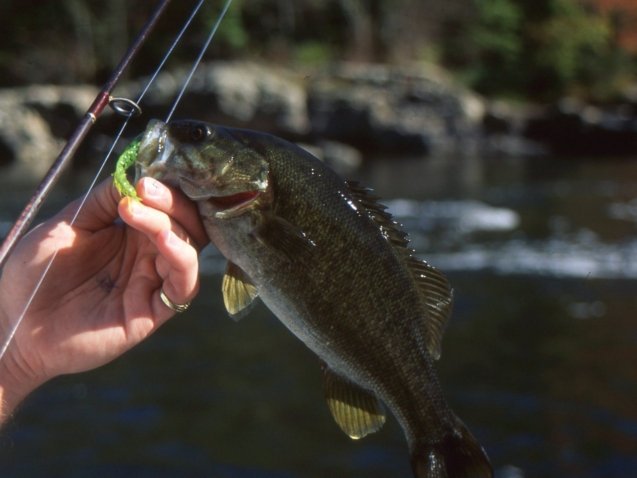 Fishing image HD.jpg Original2377