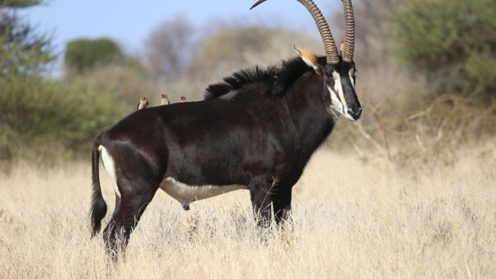 Sable Antelope2