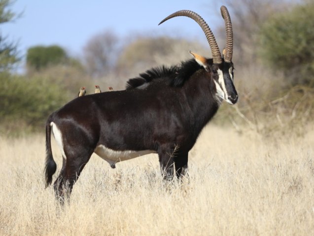 Sable Antelope2