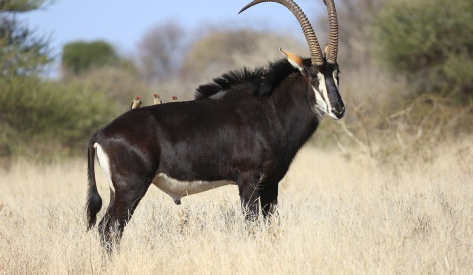 Sable Antelope2