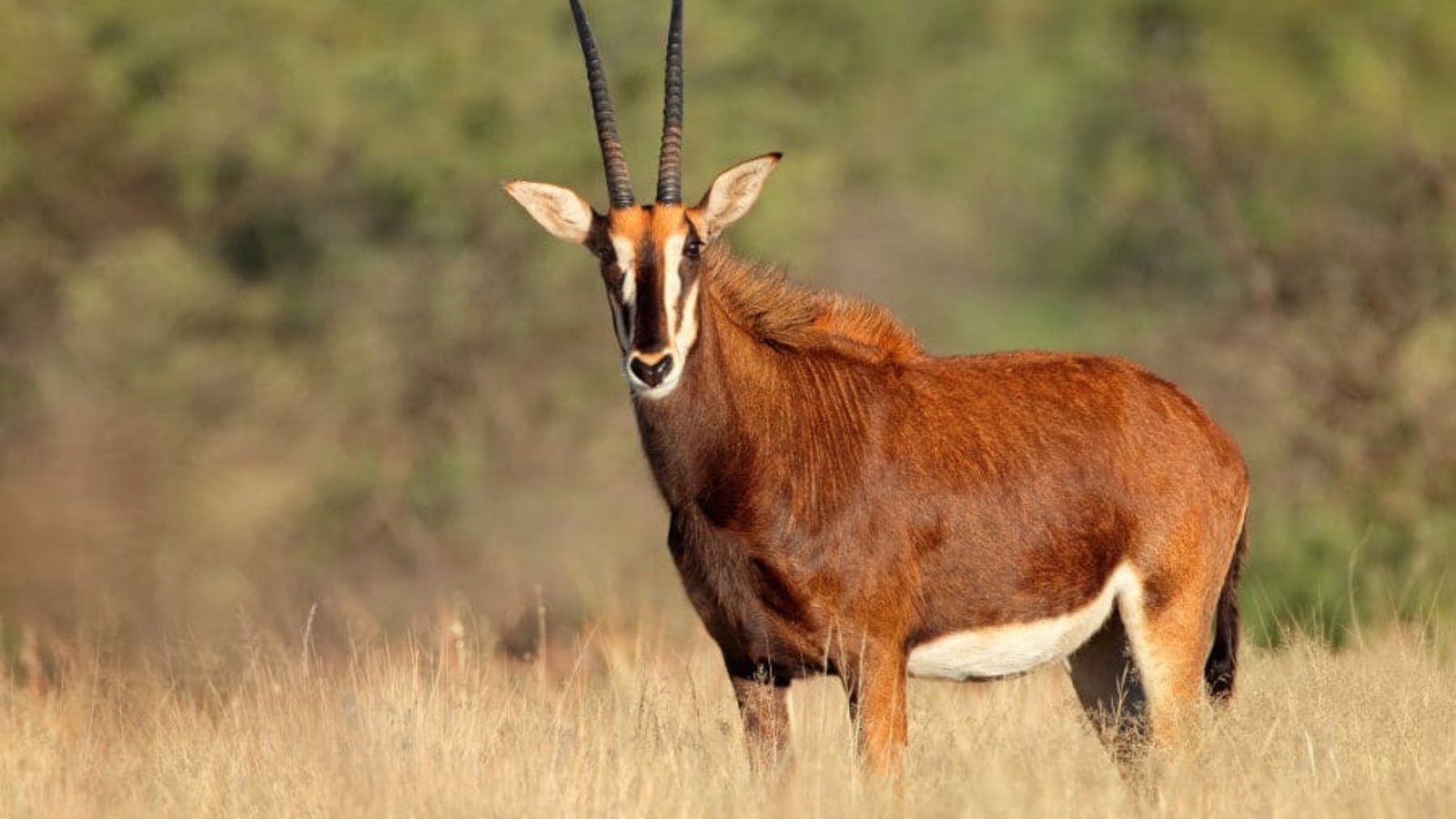female-sable-antelope-900x600
