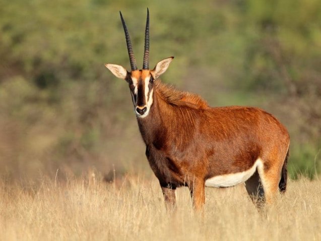 female-sable-antelope-900x600