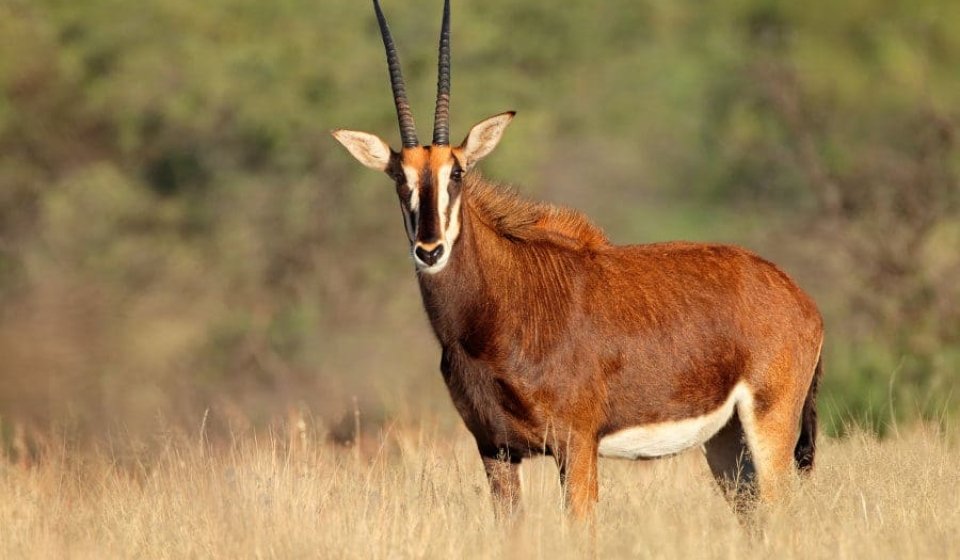 female-sable-antelope-900x600